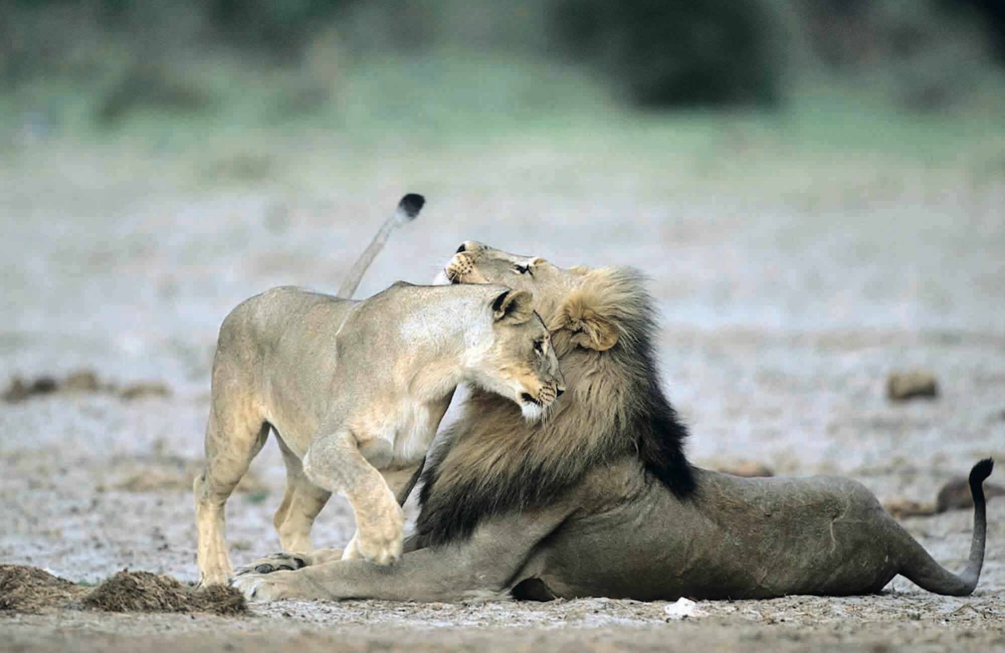 Lion and Lioness